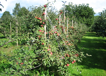 Nõrgakasvulised õunapuud Asuva aias