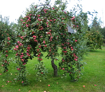 Noorendatud tugevakasvuline õunapuu Kasvandi aias