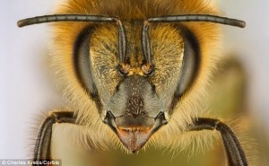 mesilase_nägu