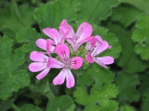 IMG_0002