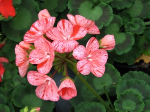 IMG_0006