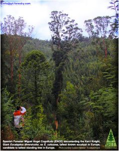 el_cazador_de_eucaliptos_dean_nicolle_and_spanish_foresters_miguel_angel_cogolludo_and_gustavo_iglesias_documenting_karri_knight_tallest_tree_in_europe_by_git_forestry