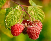 http://commons.wikimedia.org/wiki/Image:Raspberries_%28Rubus_Idaeus%29.jpg