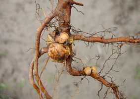 Viljapuu-juurevähk - bakterhaigus