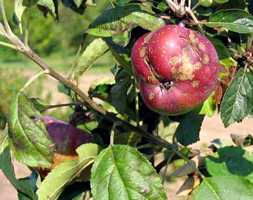 Õunapuu-kärntõbi - seenhaigus