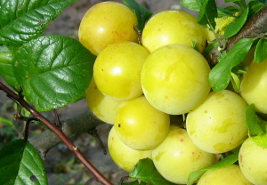 Prunus 'Mara'