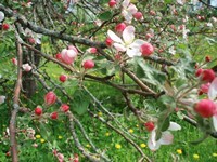 õitsev õunapuu