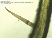 Closeup of one of the hinged trigger hairs.