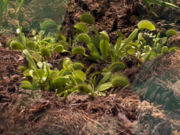 Typical variety of the Venus Flytrap.