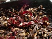 Dionaea muscipula 'Akai Ryu', Japanese for 'Red Dragon', in cultivation.
