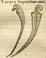 Die erste Darstellung einer Schlauchpflanze aus Lobelius' Stirpium Adversaria Nova, 1576