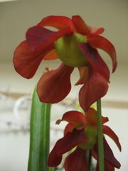 Blüte einer Schlauchpflanze