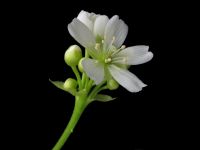 Healthy venus flytraps produce flowers in the spring