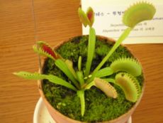 The 'Dentate' cultivar of the venus fly trap in cultivation