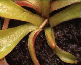 Time-lapse photography of a growing trap.