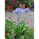 Näita Lembeliilia (Agapanthus) pilti