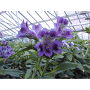 Näita Inka liilia (Alstroemeria) pilti