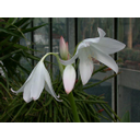 Näita Kriinum (Crinum) pilti