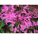 Näita Neriine (Nerine) pilti