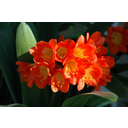 Näita Kliivia (Clivia) pilti