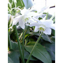 Näita Meelistäht (Eucharis) pilti