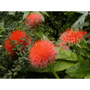 Näita Katariina verilill (Haemanthus) pilti