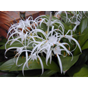Näita Ämblikliilia (Hymenocallis) pilti