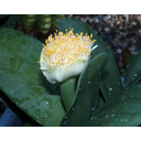 Näita Valgeõieline verilill (Haemanthus) pilti