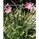 Näita Tuulelill (Zephyranthes) pilti